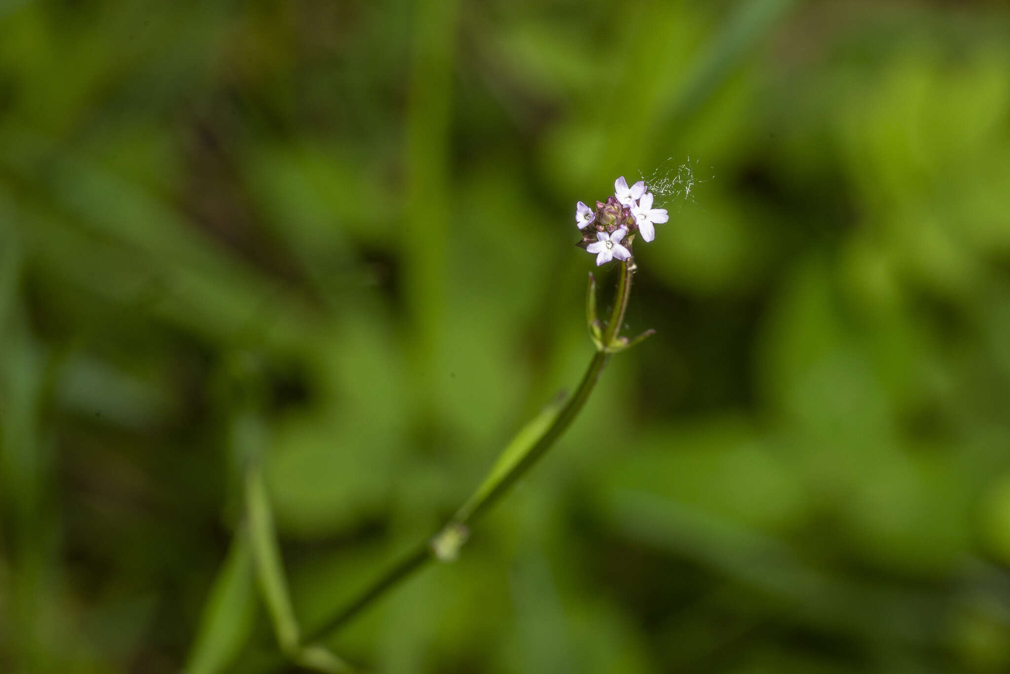 Plancia ëd <i>Verbena <i>litoralis</i></i> var. litoralis