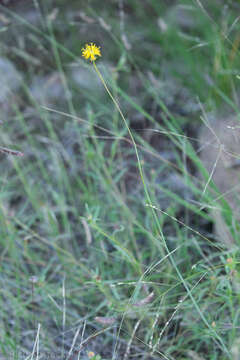 Image de Thelesperma megapotamicum (Spreng.) Herter