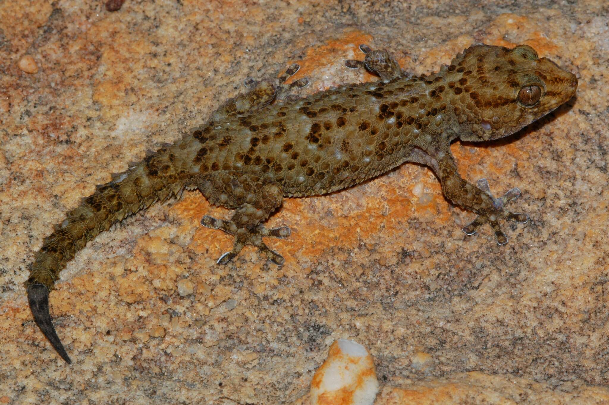 Слика од Chondrodactylus bibronii (Smith 1846)