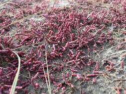 Image of red samphire