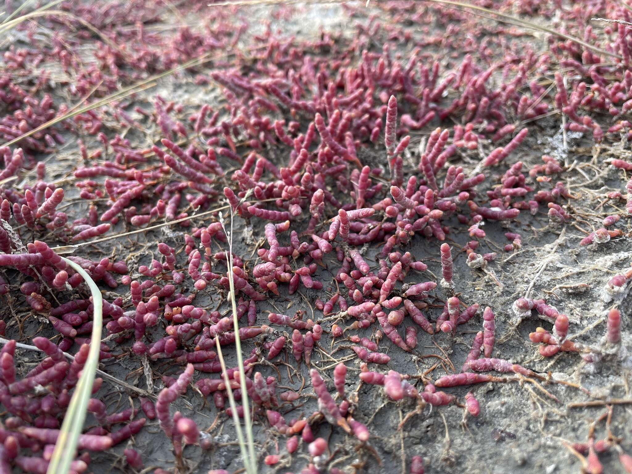 Image of red samphire