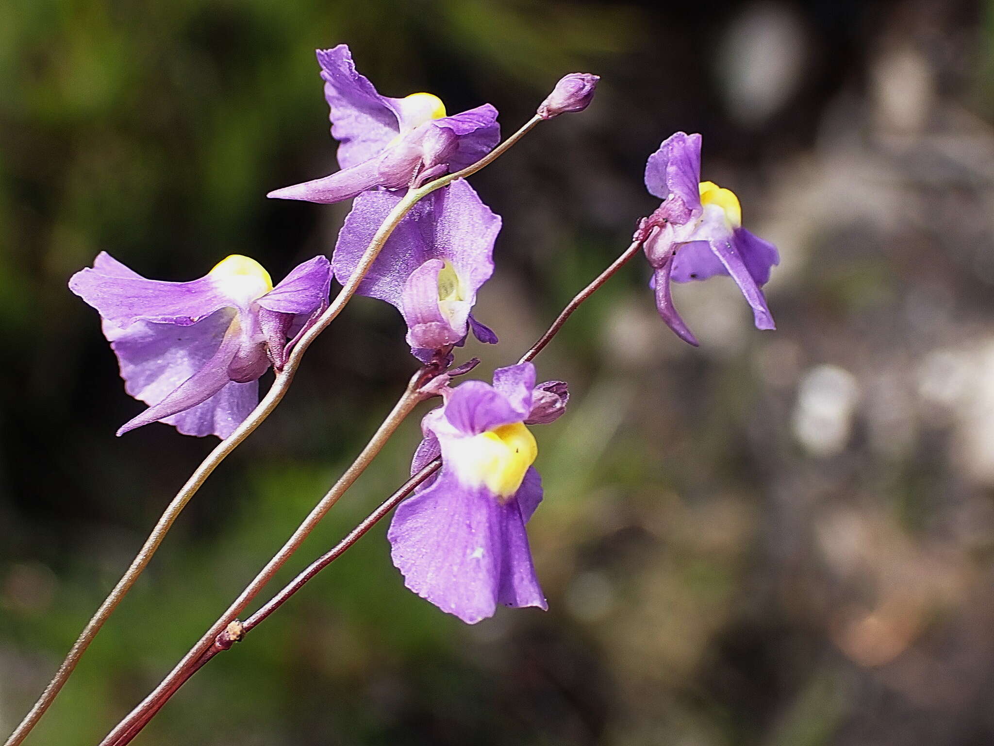 Image of Utricularia welwitschii Oliv.