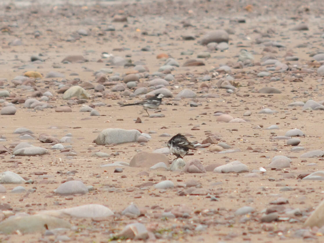 Image of Motacilla alba yarrellii Gould 1837