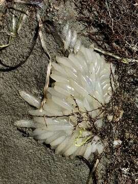 Image of Opalescent Inshore Squid