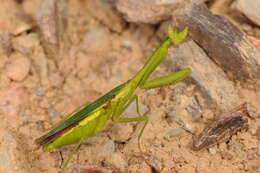 Image of Galinthias occidentalis Beier 1930