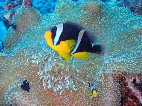 Image of Seychelles anemonefish