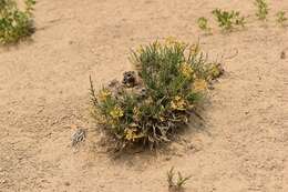 Imagem de Lomatium nuttallii (A. Gray) Macbr.