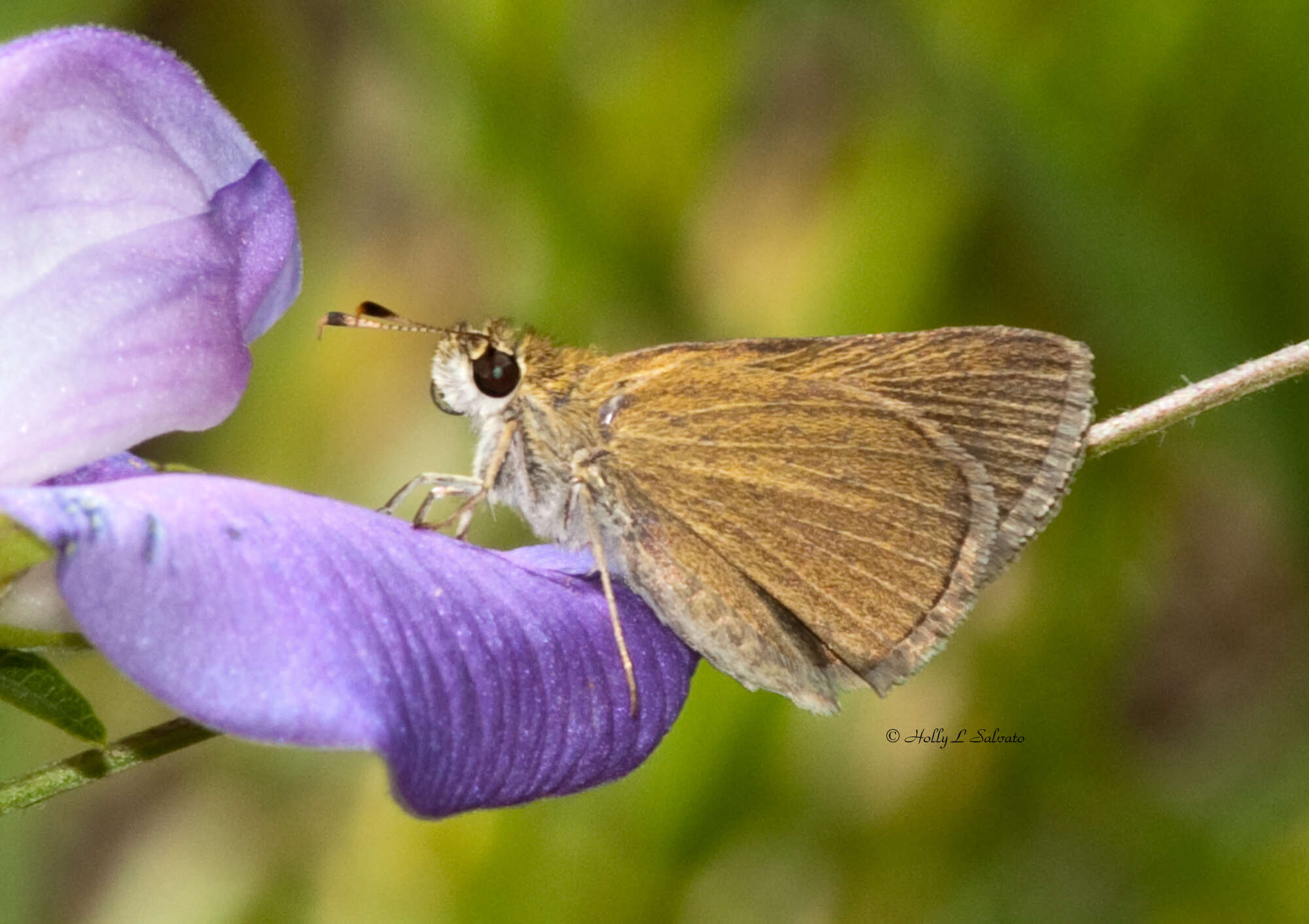 Image of Neamathla Skipper