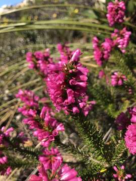 Image of Erica abietina subsp. constantiana E. G. H. Oliv. & I. M. Oliv.