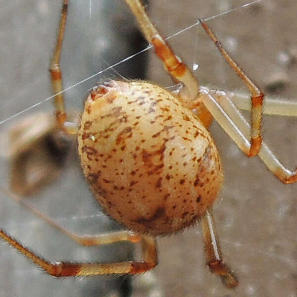 Image of Parasteatoda