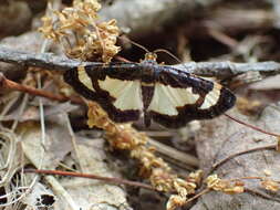 Image of Common Spring Moth