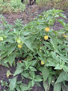 Image of large false groundcherry