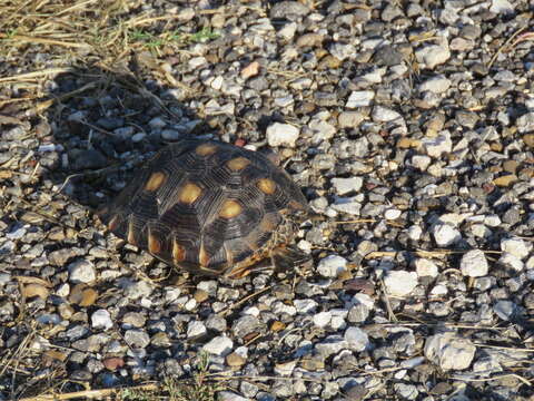 Image of Berlandier's Tortoise