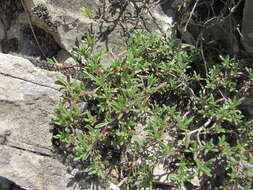 Image of Thymus daghestanicus Klokov & Des.-Shost.