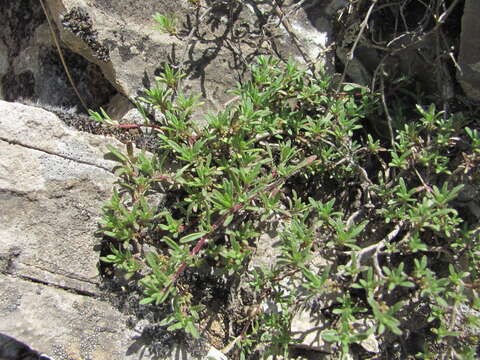 Image of Thymus daghestanicus Klokov & Des.-Shost.