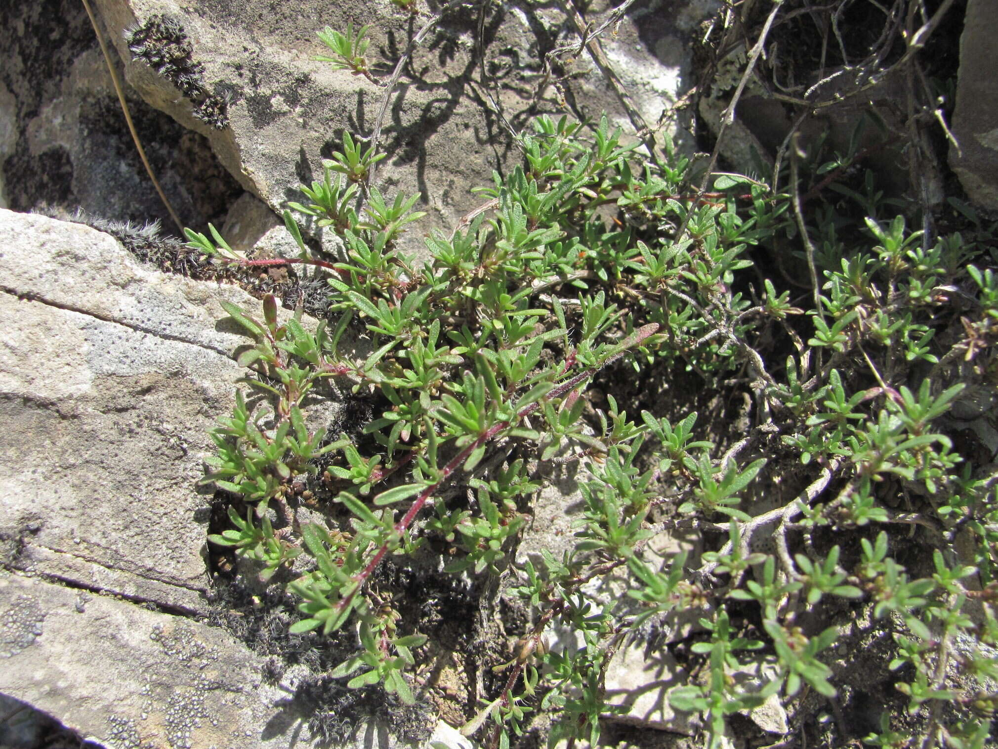 Image of Thymus daghestanicus Klokov & Des.-Shost.