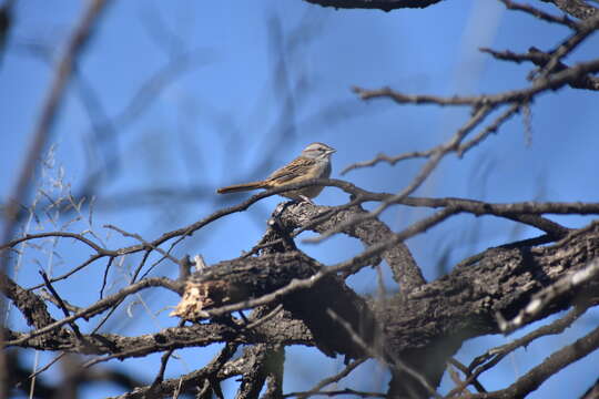 Image of Stripe-capped Sparrow