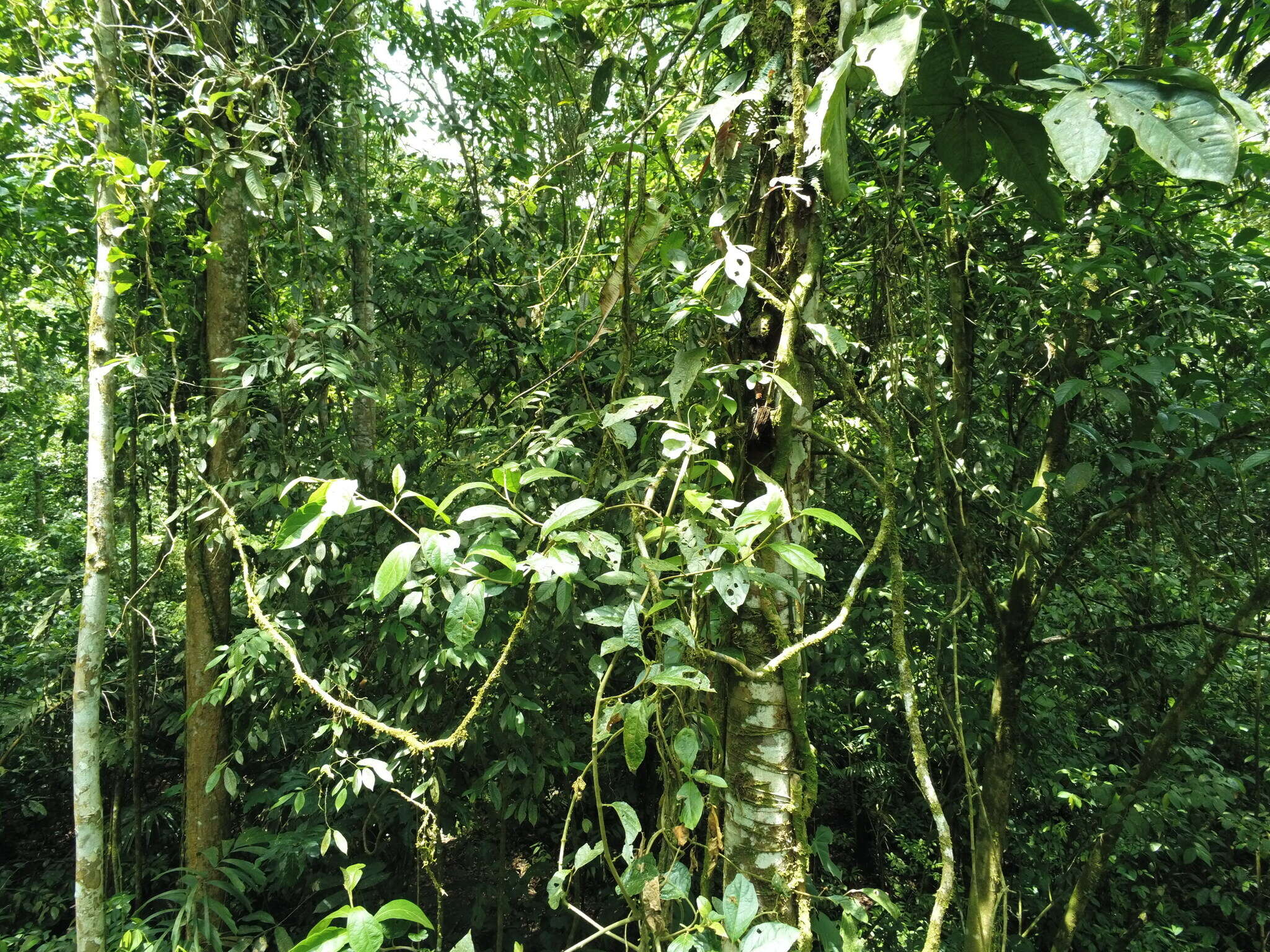 Image of Syngonium macrophyllum Engl.