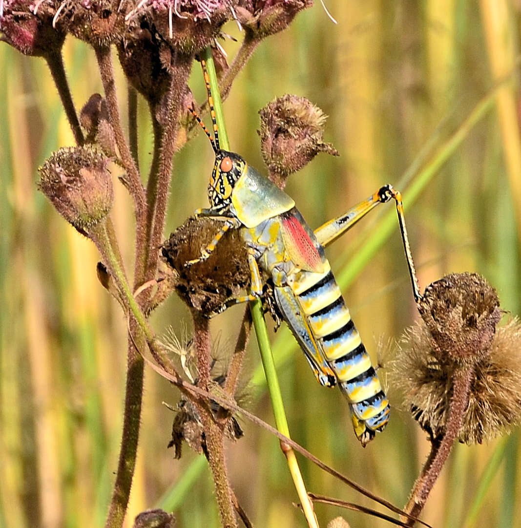 Image of Elegant Grasshopper