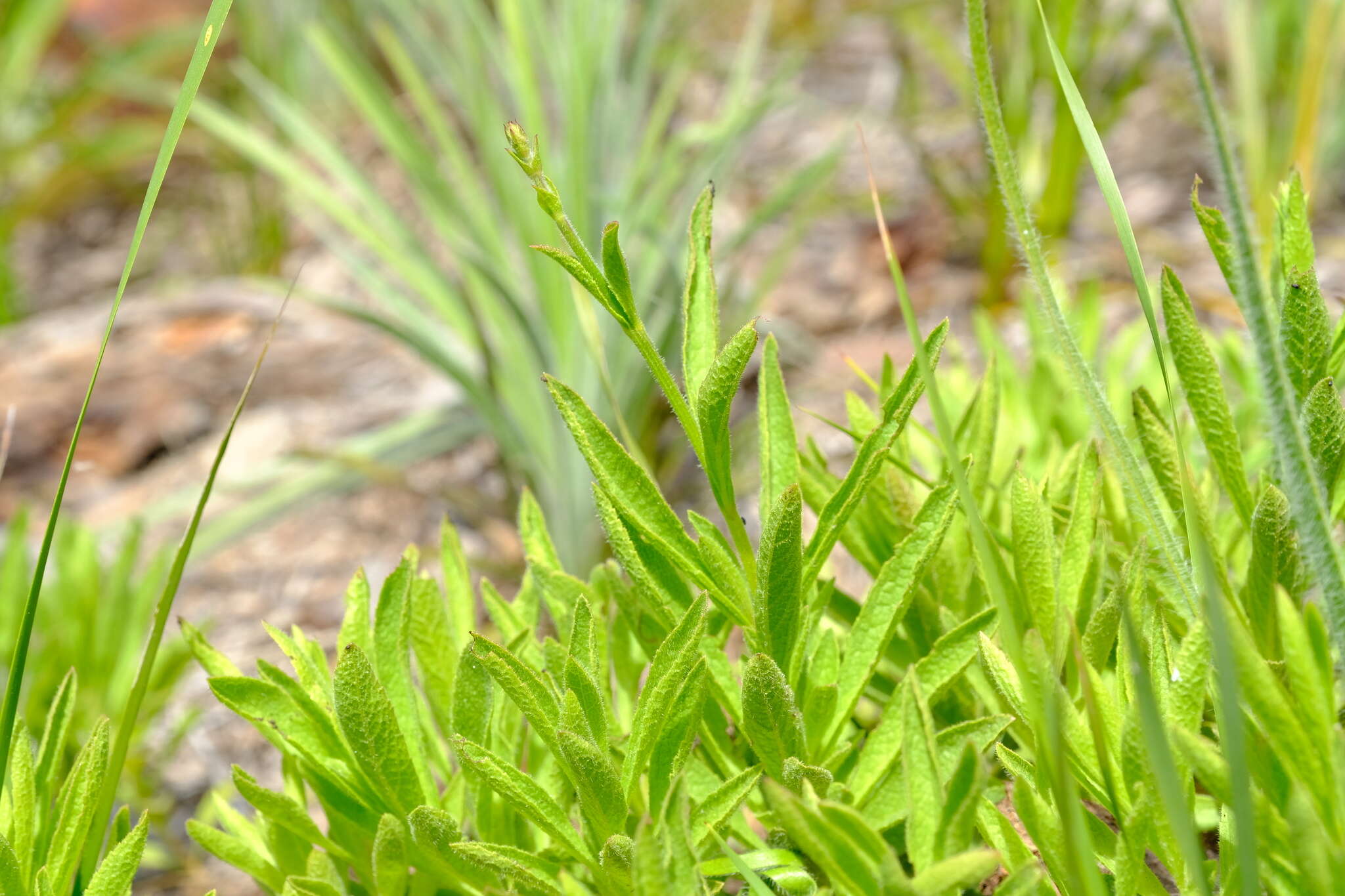 Image of Salvia granitica Hochst.