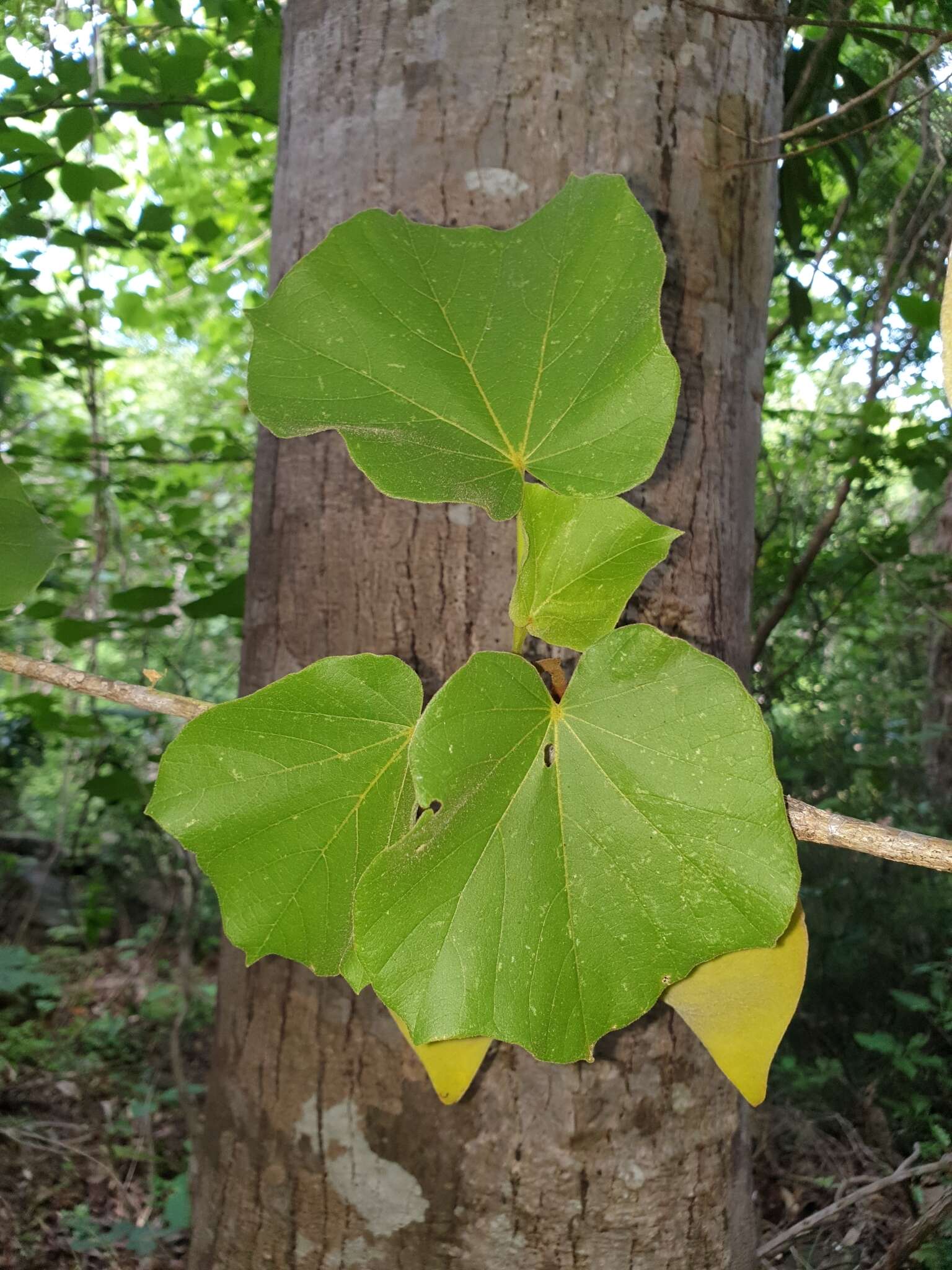 Imagem de Hildegardia ankaranensis (Arenes) Kosterm.