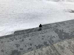 Image of Alpine Chough