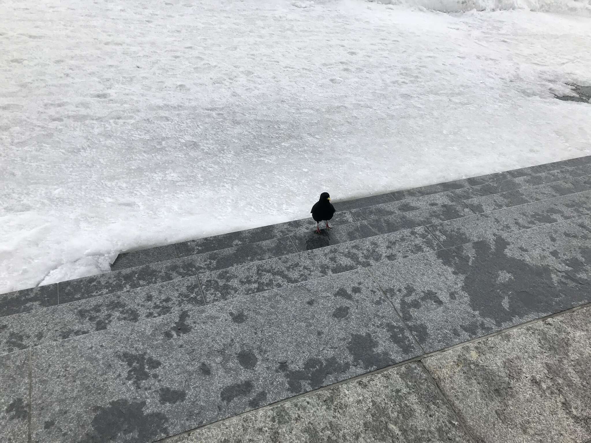 Image of Alpine Chough