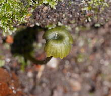 Image of Gliophorus pseudograminicolor (A. M. Young) P. M. Kirk 2013