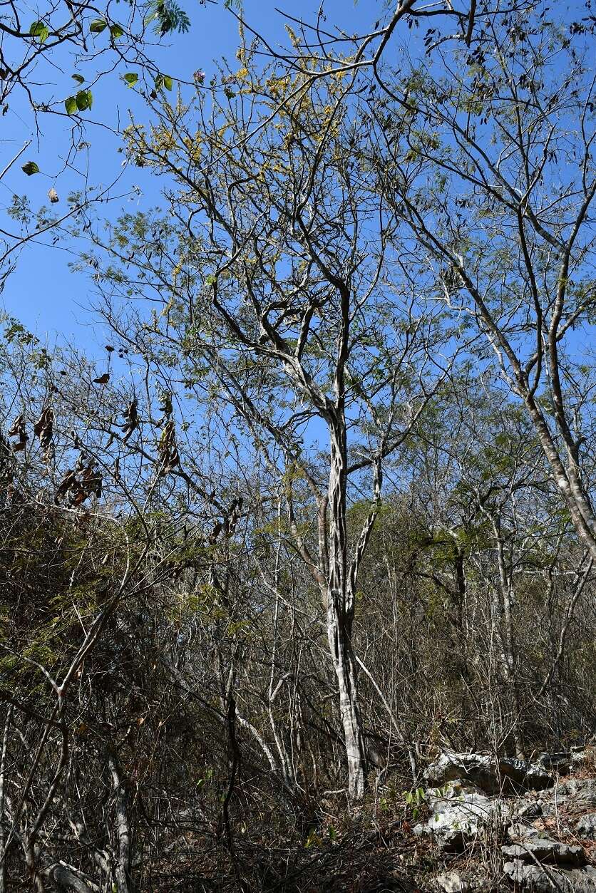 Image of haematoxylum