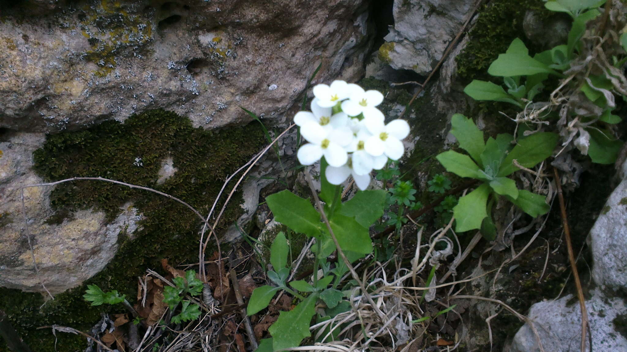 Image of Gray rockcress