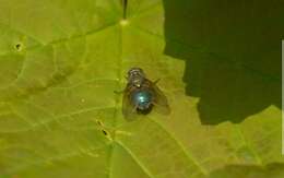 Eudasyphora cyanella (Meigen 1826) resmi