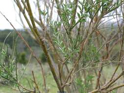 Image of Genista florida L.