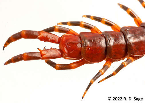 Image of Scolopendra viridicornis Newport 1844