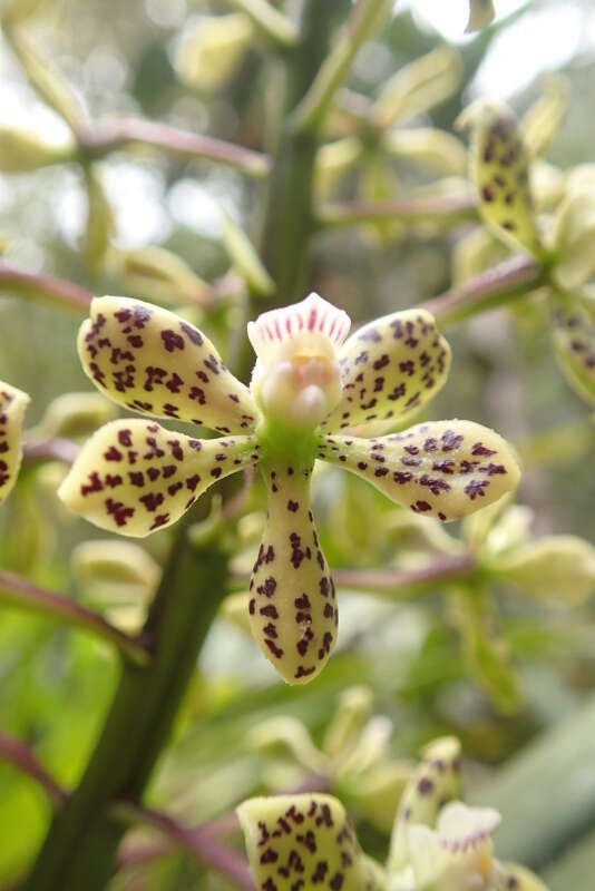 Image of Prosthechea crassilabia (Poepp. & Endl.) Carnevali & I. Ramírez