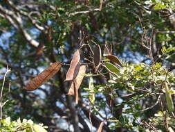 Sivun <i>Cenostigma nordestinum</i> E. Gagnon & G. P. Lewis kuva