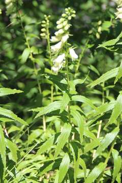 Imagem de Digitalis ciliata Trautv.