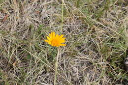 Image of Trichocline reptans (Wedd.) B. L. Rob.