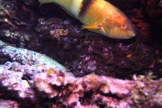 Image of Blue-throated parrotfish