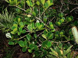 Clusia fluminensis Planch. & Triana的圖片