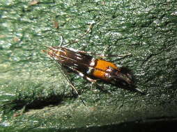 Image of Cosmopterix fulminella Stringer 1930