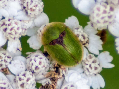 Image de Cassida (Cassida) denticollis Suffrian 1844