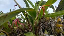 Image of Maxillaria colorata Rchb. fil.