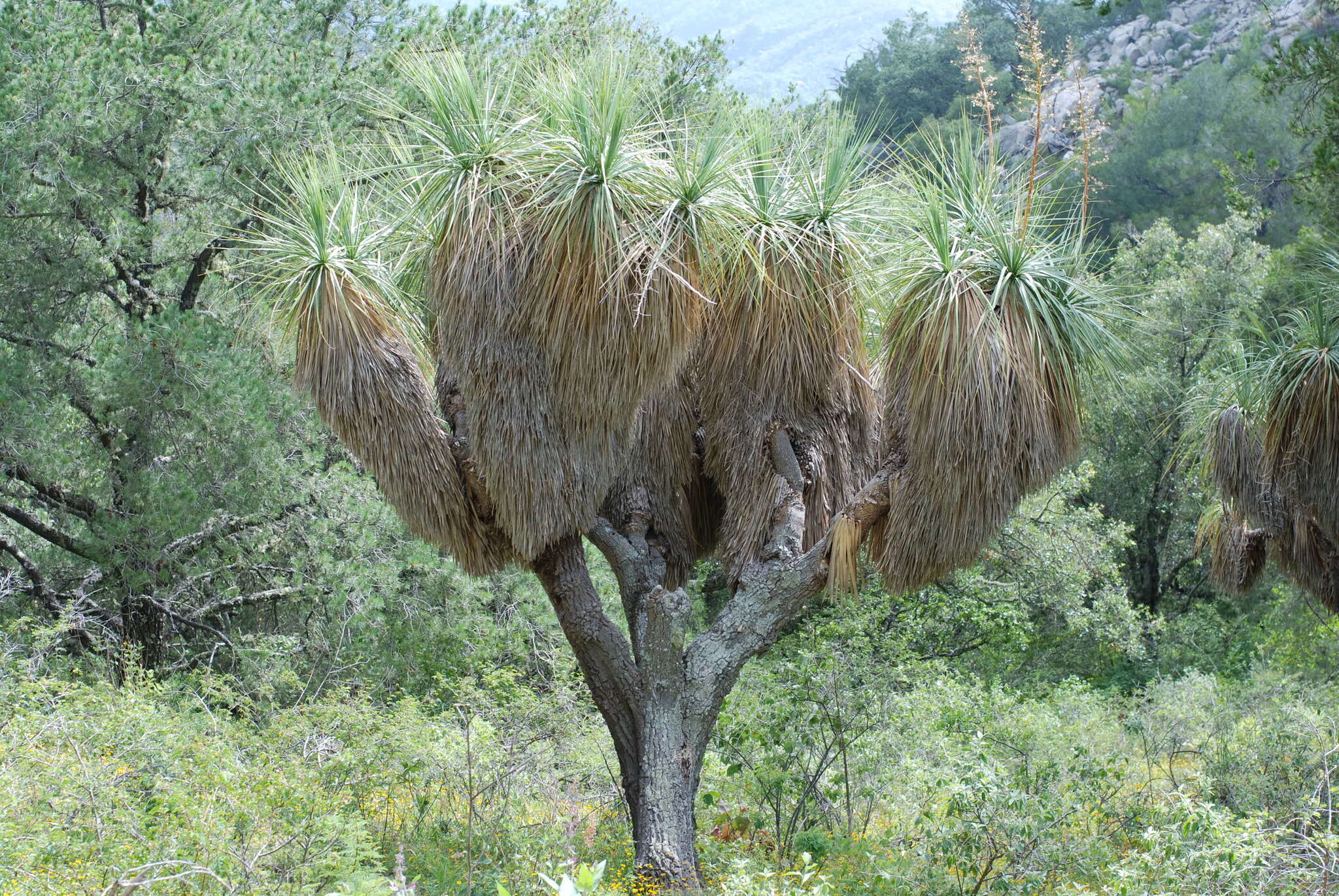 Image de Nolina beldingii Brandegee