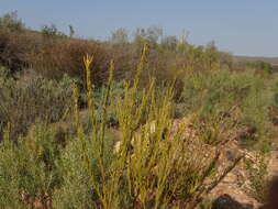 Image of Phylica excelsa Wendl.