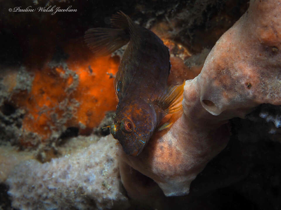 Image of Seaweed Blenny