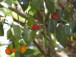 Image of Diospyros hebecarpa A. Cunn. ex Benth.