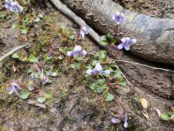 Image of Viola serpentinicola