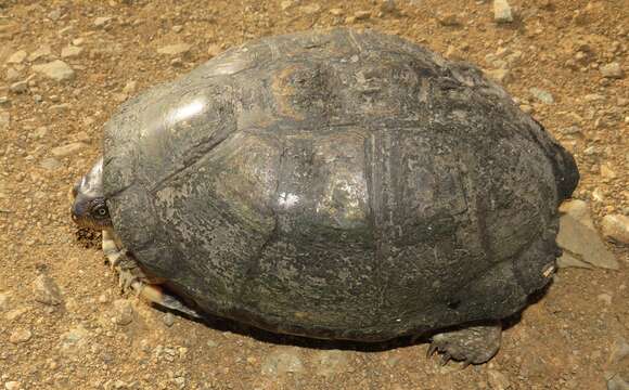 Image of Yellowbelly Mud Turtle