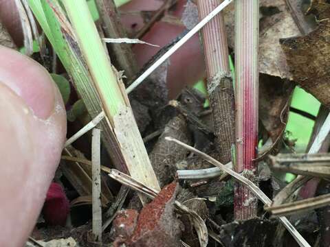 Image de Scleria oligantha Michx.