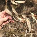 Image of Narrow-leaf Ironbark